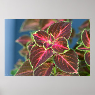 Stained Glass Oompah Coleus Poster