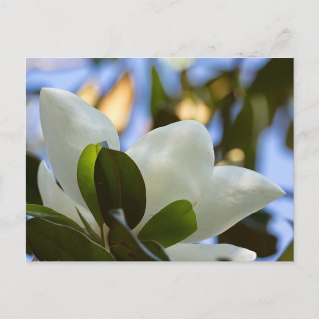 Stained Glass Sky Southern Magnolia Gifts Apparel Postcard (Front)