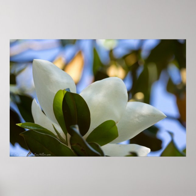 Stained Glass Sky Southern Magnolia Poster Print (Front)