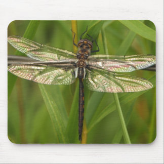 Stained Glass Wings Dragonfly Mousepad