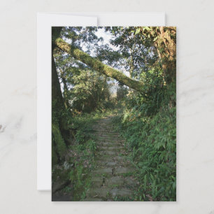 Stairway to the trees