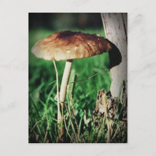 Stalk Postcard