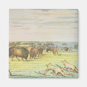 Stalking buffalo magnet