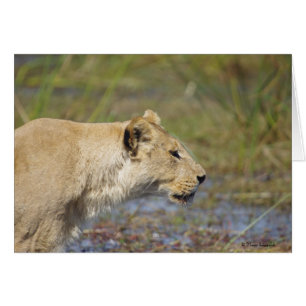 Stalking Lioness card