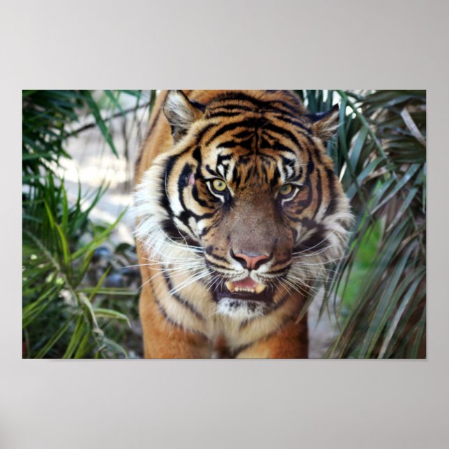 Stalking Tiger Poster (Front)