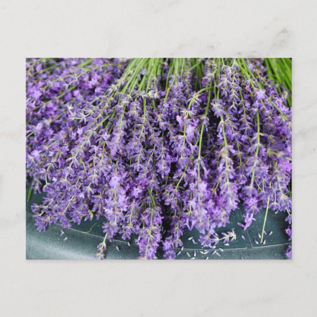Stalks of Lavender Postcard (Front)