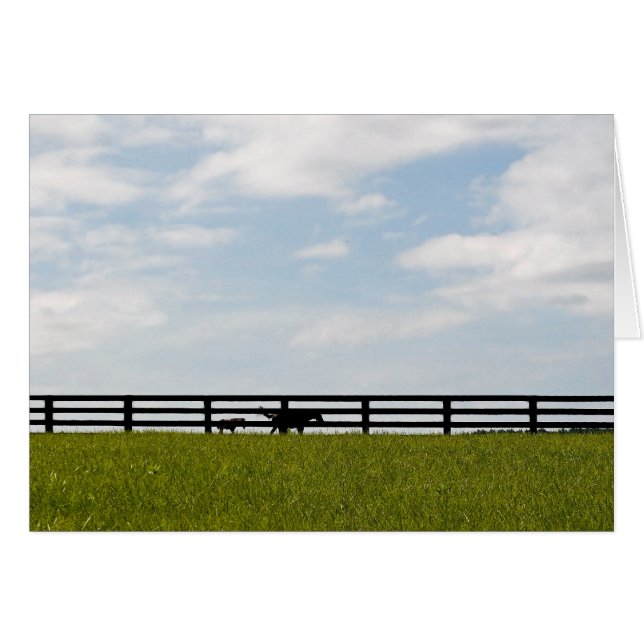 Stallion Farm (Front Horizontal)