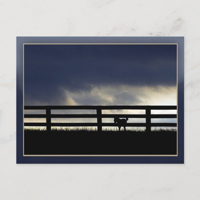 Stallion Farm Postcard (Front)