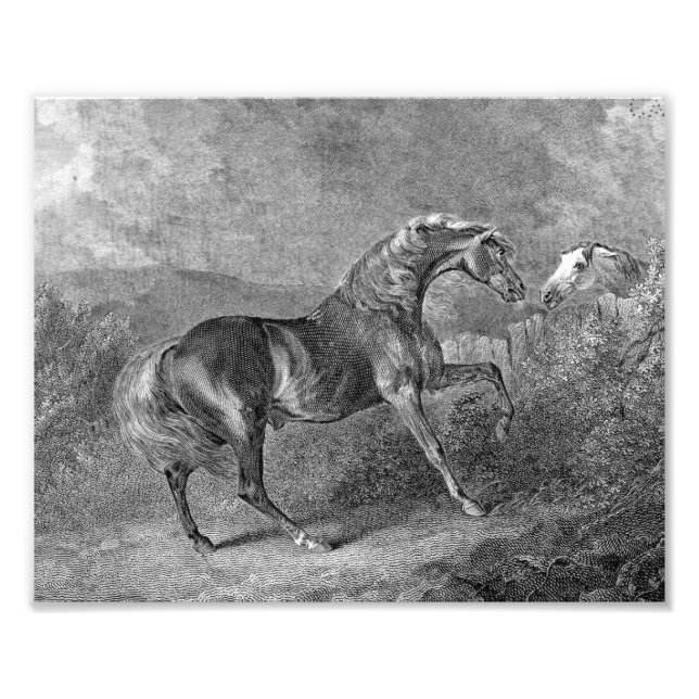 Stallion Horse Vintage Illustration Photo Print (Front)