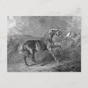 Stallion Horse Vintage Illustration Postcard