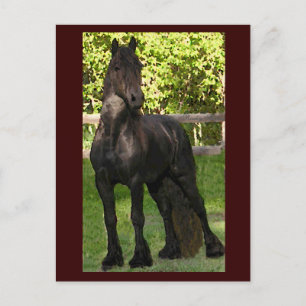 Stallion Painting Postcards