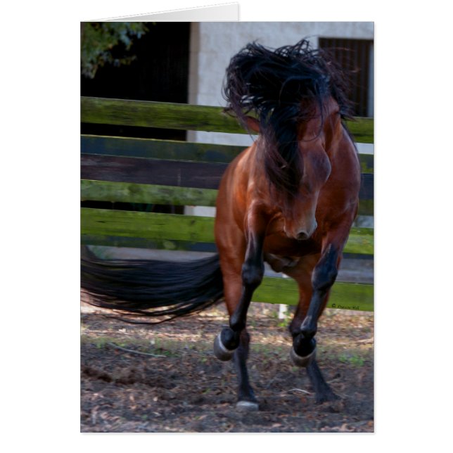 Stallion Play (Front)