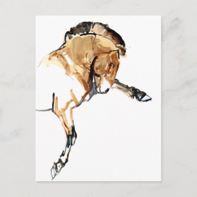 Stallion Postcard (Front)