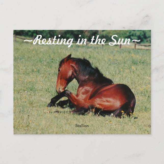 Stallion resting Postcard (Front)