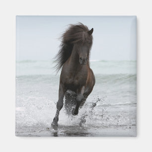 Stallion Running On Beach North Atlantic Magnet