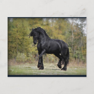Stallion Strut Postcard
