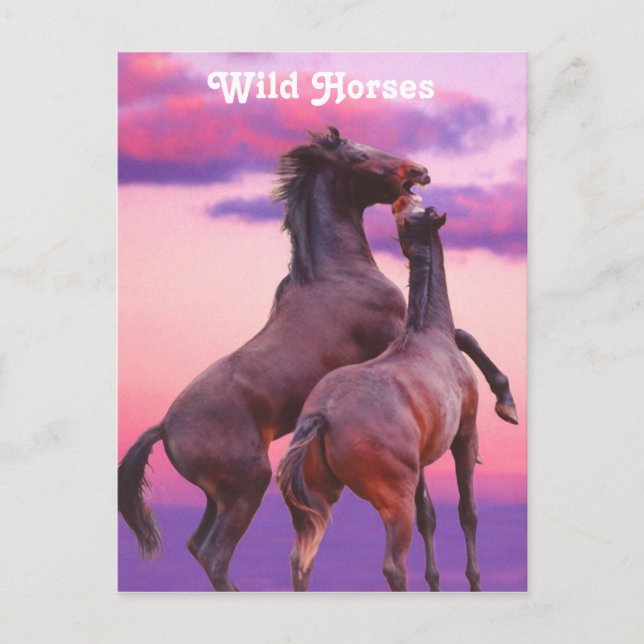 Stallions Playing Postcard (Front)
