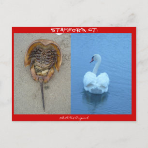 Stamford, CT Postcard