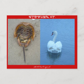 Stamford, CT Postcard