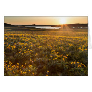 Stand Of Arrowleaf Balsamroot Wildflowers