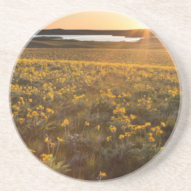 Stand Of Arrowleaf Balsamroot Wildflowers Coaster (Front)