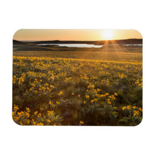 Stand Of Arrowleaf Balsamroot Wildflowers Magnet