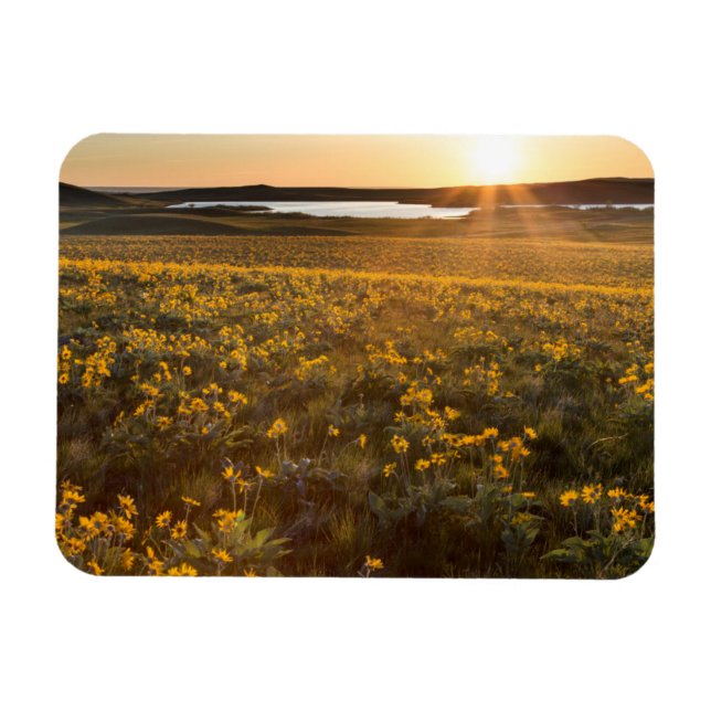 Stand Of Arrowleaf Balsamroot Wildflowers Magnet (Horizontal)