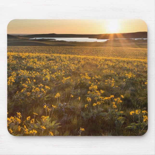 Stand Of Arrowleaf Balsamroot Wildflowers Mouse Pad (Front)