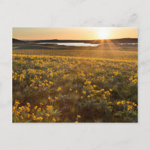 Stand Of Arrowleaf Balsamroot Wildflowers Postcard