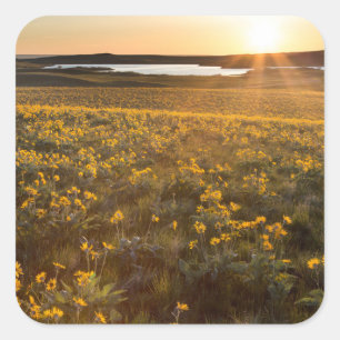Stand Of Arrowleaf Balsamroot Wildflowers Square Sticker