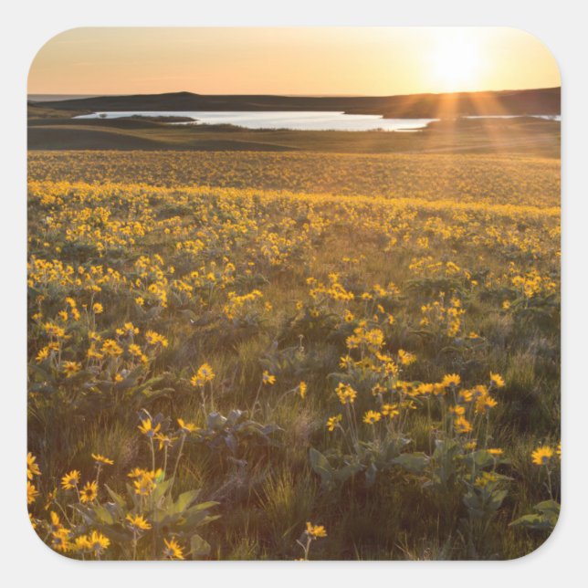 Stand Of Arrowleaf Balsamroot Wildflowers Square Sticker (Front)