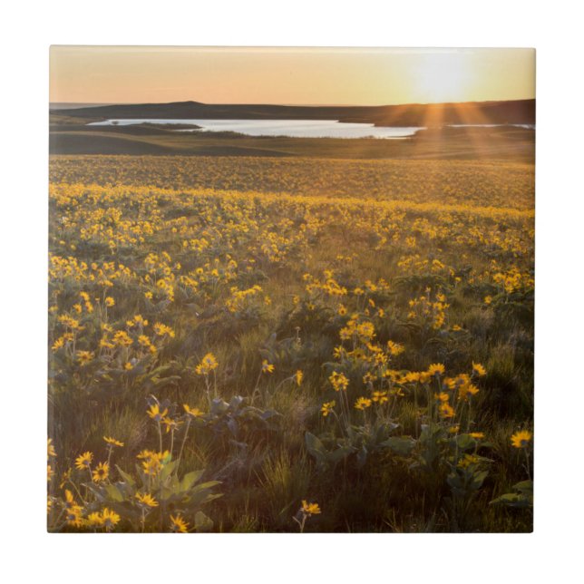 Stand Of Arrowleaf Balsamroot Wildflowers Tile (Front)