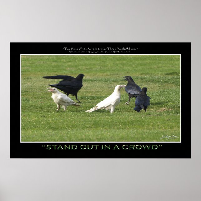 "STAND OUT" WHITE RAVENS Motivational Photo Print (Front)