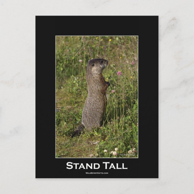 Stand Tall Marmot Postcard (Front)