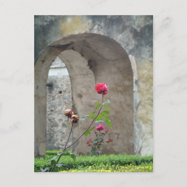 Stand Tall Postcard (Front)