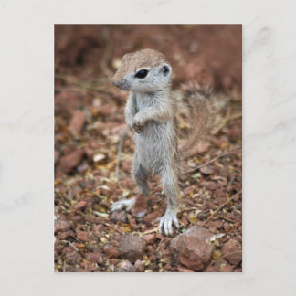 Stand Up and Be Noticed-Customise it! Postcard