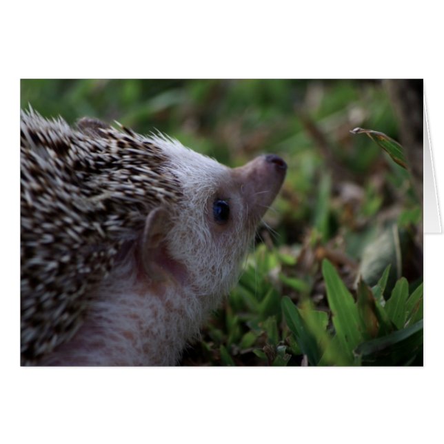standard hedgehog card (Front Horizontal)