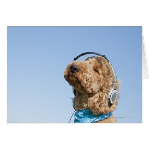 Standard Poodle