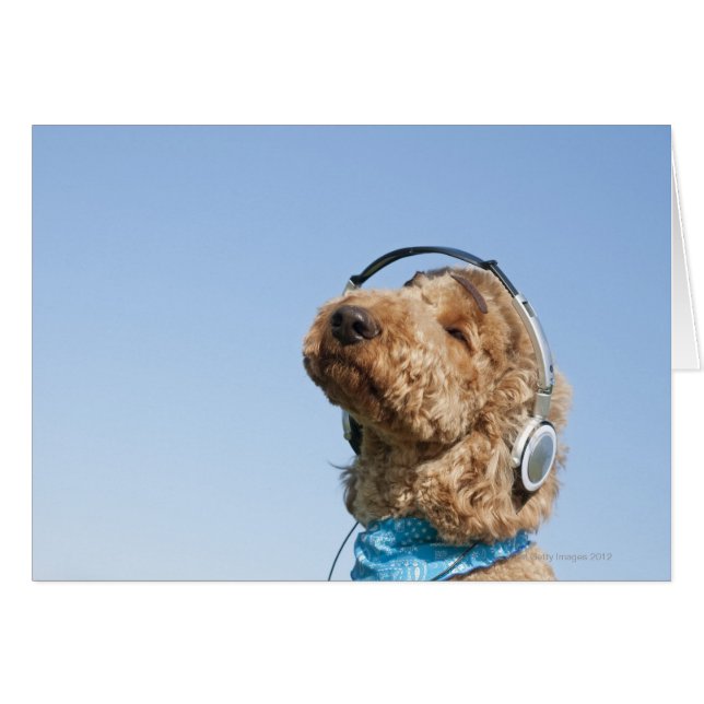 Standard Poodle (Front Horizontal)