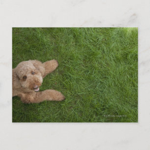 standard poodle 2 postcard