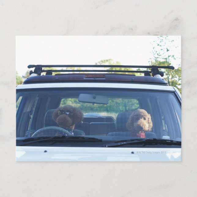 standard poodle 4 postcard (Front)