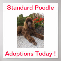 Standard Poodle Dog Adoptions Today Sign
