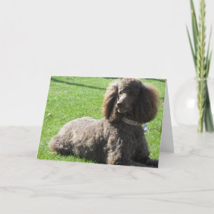 Standard Poodle Greeting Card