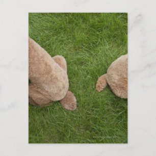 standard poodle postcard
