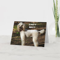 STANDARD POODLE says "HAPPY "60th BIRTHDAY"