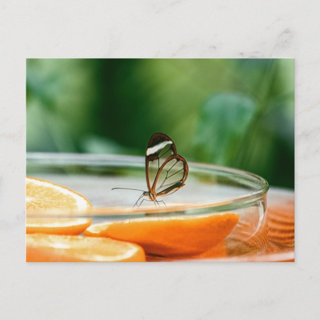 Standard Postcard (Front)