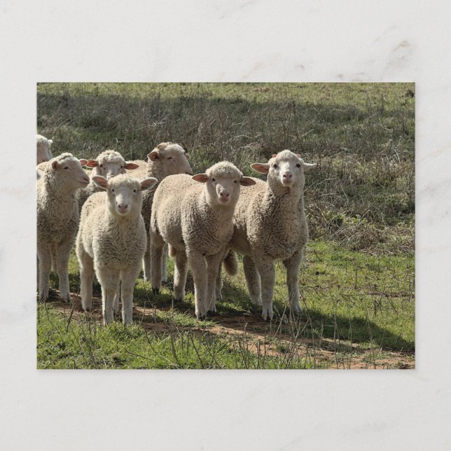 Standard postcard (Front)