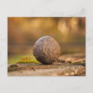 Standard Postcard