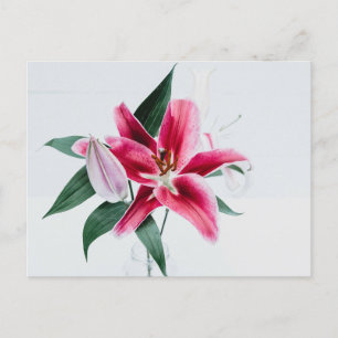 Standard Postcard
