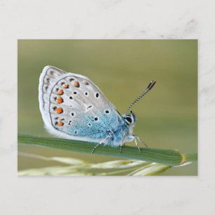 Standard Postcard